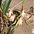 Bulbophyllum ambrosia - Imagem 4