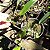 Bulbophyllum ambrosia - Imagem 5
