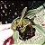 Bulbophyllum ambrosia - Imagem 6