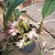 Bulbophyllum ambrosia - Imagem 2