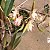 Bulbophyllum ambrosia - Imagem 3