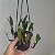 Bulbophyllum ambrosia - Imagem 2