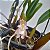 Bulbophyllum ambrosia - Imagem 7