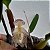 Bulbophyllum ambrosia - Imagem 11