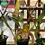 Bulbophyllum lobby - Imagem 1
