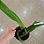 Bulbophyllum lobby - Imagem 4