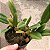 Bulbophyllum miniatum - Imagem 2