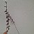 Bulbophyllum miniatum - Imagem 9