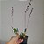 Bulbophyllum miniatum - Imagem 1