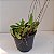 Bulbophyllum miniatum - Imagem 4