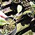 Bulbophyllum vaginatum (ex Cirrhopetalum vaginatum) - Imagem 2