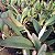 Cattleya percivaliana x C. labiata rubra - Imagem 3
