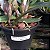 Cattleya percivaliana x C. labiata rubra - Imagem 2