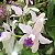 Cattleya amethystoglossa - Imagem 8