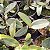 Cattleya amethystoglossa - Imagem 4