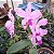 Cattleya amethystoglossa - Imagem 5