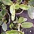 Cattleya amethystoglossa - Imagem 10