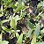 Cattleya aurantiaca laranja - Imagem 3