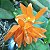 Cattleya aurantiaca laranja - Imagem 1