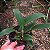 Cattleya gaskeliana coerulea - Imagem 2