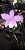 Cattleya harrisoniana tipo - Imagem 2