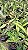 Cattleya harrisoniana tipo - Imagem 3
