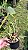 Cattleya harrisoniana tipo - Imagem 4