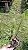 Cattleya harrisoniana tipo - Imagem 5