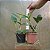 Cattleya intermedia - Imagem 3