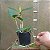 Cattleya intermedia - Imagem 5