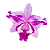 Cattleya intermedia - Imagem 1