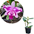 Cattleya intermedia - Imagem 6
