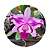 Cattleya intermedia - Imagem 16