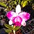 Cattleya intermedia - Imagem 7