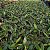 Cattleya intermedia - Imagem 4