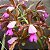 Cattleya leopoldii (Cattleya tigrina) - Imagem 1