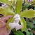 Cattleya leopoldii (alba x multiforma) - Imagem 2