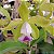 Cattleya leopoldii (alba x multiforma) - Imagem 3