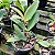 Cattleya leopoldii (alba x multiforma) - Imagem 4