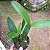 Cattleya harrisoniae x Cattleya intermedia - Imagem 3