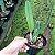 Cattleya percivaliana tipo - Imagem 2