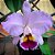 Cattleya percivaliana tipo - Imagem 1