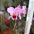 Cattleya percivaliana tipo - Imagem 4