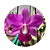 Cattleya walkeriana tipo - Imagem 4