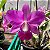 Cattleya walkeriana tipo - Imagem 1