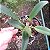 Cattleya walkeriana x Laelia pumila - Imagem 2