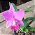 Cattleya walkeriana x Laelia pumila - Imagem 1