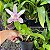 Cattleya intermedia x Cattleya forbesii - Imagem 2