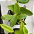 Cattleya intermedia x Cattleya forbesii - Imagem 8