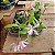Cattleya intermedia x Cattleya forbesii - Imagem 4